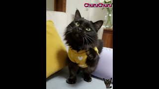 dancing cat Meow~