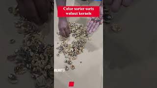 Color sorter sorts walnut kernels