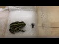 -pacmanfrog- アフリカウシガエルがコオロギをペロリ#Short #pacman #frog