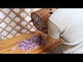 La culture du safran  le safran de lorraine  domgermain