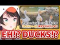 Subaru Gets Celebrated by Her Real Duck Friends [Hololive/Eng sub]