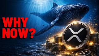 Xrp Why Are Whales Doing This Now?