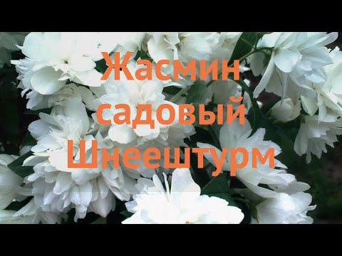 Video: Chubushnik (94 Fotografij): Opis Vrtnega Jasmina. Zakaj Grm Ne Cveti? Posadite Chubushnik Virginsky In Druge Sorte Za Sibirijo In Druge Kraje