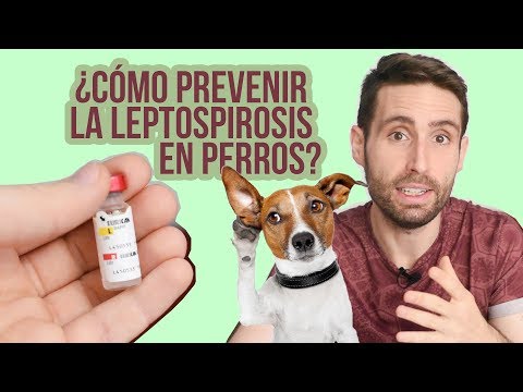 Video: Vacuna contra la leptospirosis para perros