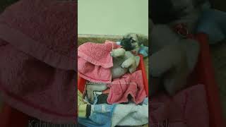 Puppy Atrocities | Cutie Pie Refuses to Sleep | Puppy Vs Mom #puppy #puppylove #puppydog #shorts