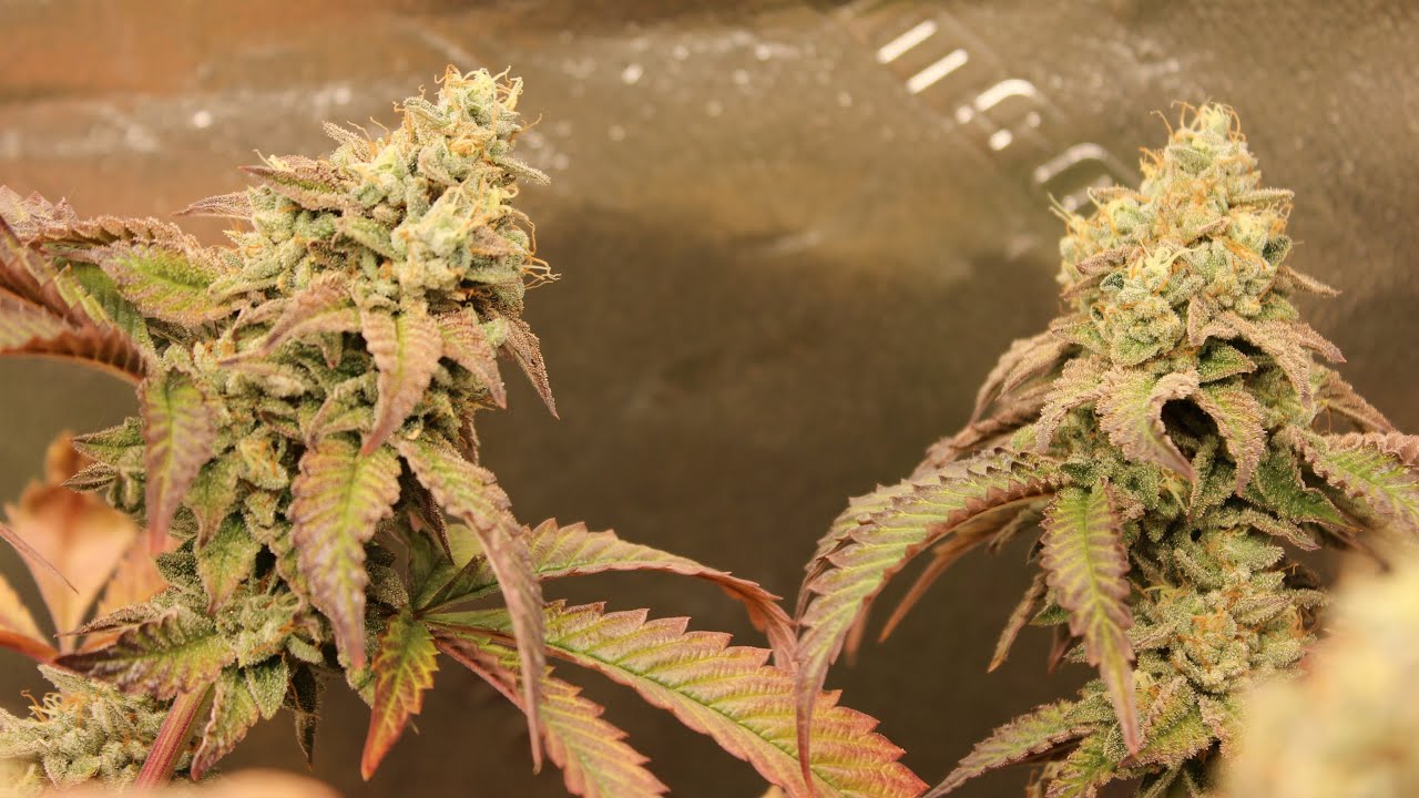 Clone To Harvest Documentary︱SUNSET SHERBERT & WEDDING CAKE  !