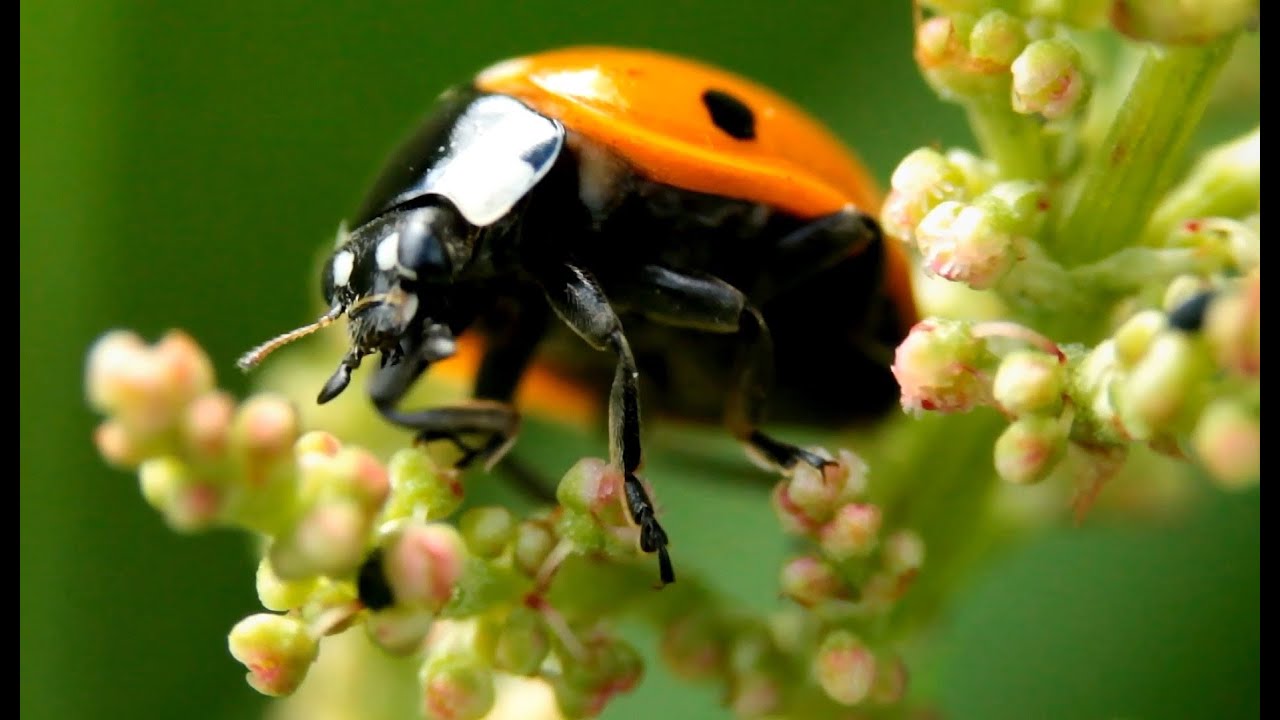 Damselfly, Ladybug & Soldier Beetle in High Magnification Macro (1080p