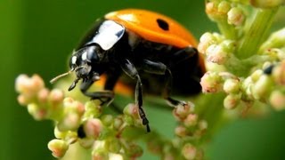 Damselfly, Ladybug & Soldier Beetle in High Magnification Macro (1080p)