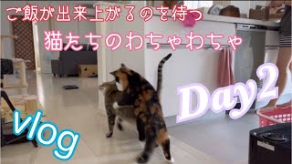 腹ぺこ猫たちのわちゃわちゃvlogDay2