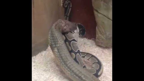 King cobra and ball python 2