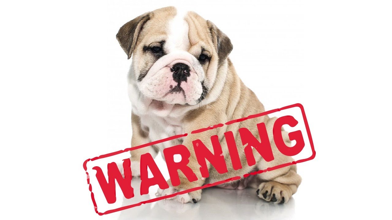 Warning - Cute Puppy Alert! Bruno the Bulldog as a Puppy - YouTube