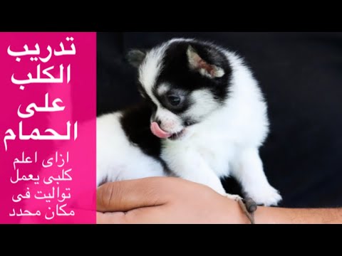 فيديو: 18 البيجل من هم تقريبا عنيد جدا ل DogShaming. تقريبيا