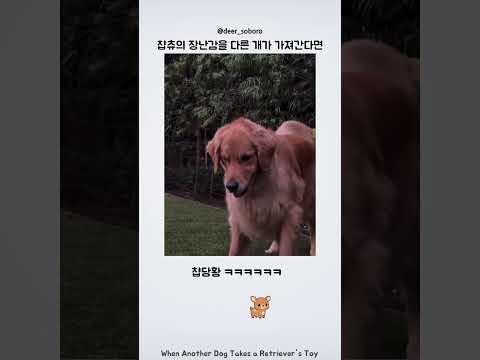 리트리버의 장난감을 다른 개가 가져가면 생기는 일 thumbnail