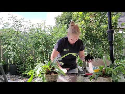 वीडियो: स्टैगहॉर्न फ़र्न को ट्रांसप्लांट करना - स्टैगहॉर्न फ़र्न के पौधे को कब दोबारा लगाना है