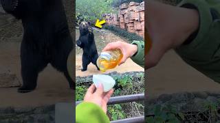 🍯 The Bear Wanted One 😂🐻