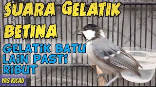 Gelatik batu betina memanggil jantan auto respon nyaut ngalas