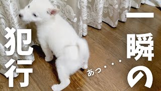 【豆柴】【生後4ヶ月】子犬うれしょん、大惨事・・・【柴犬】【4K】