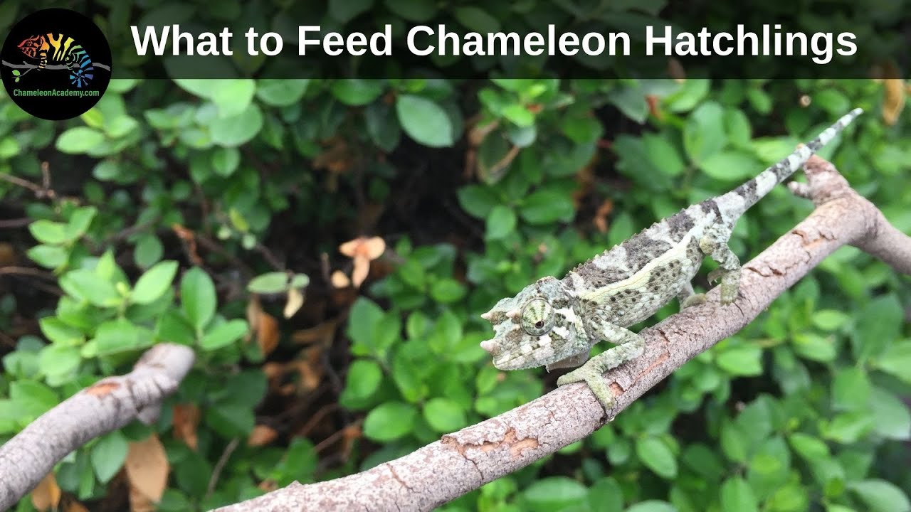 What to Feed Hatchling Chameleons - Chameleon Academy