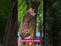#music #cat #angel #pets #perte #chat #love #cute #kitten #funny #funny #gatos #gatti