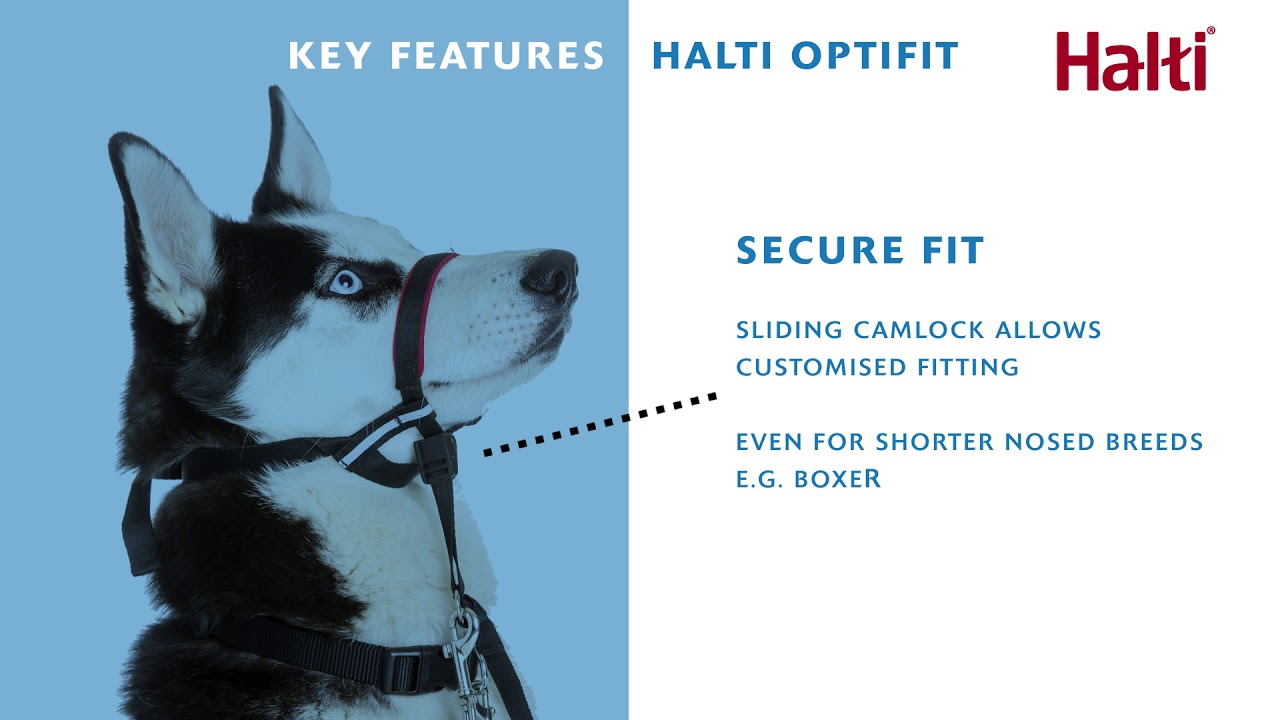 Halti Optifit Headcollar Key Features YouTube