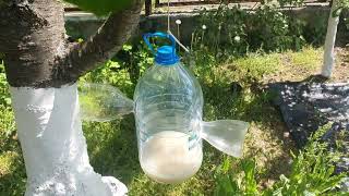 видео: Избавился от Комаров, мух, ос и шершней за 10 минут. Лей это картинка: Избавился от Комаров, мух, ос и шершней за 10 минут. Лей это