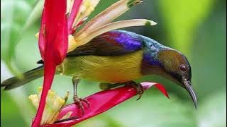 Suara pikat korlap dan Prenjak bawah joss gandos