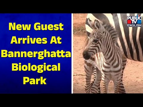 Zebra Gives Birth To Calf At Bannerghatta Biological Park | Public TV English