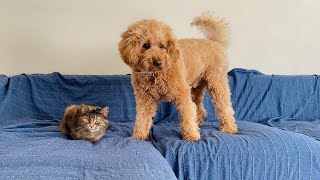 Puppy Housesits Cat // Adorable First Meet Reaction // f1b Mini Goldendoodle