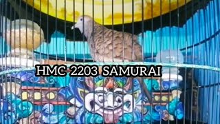PERKUTUT BANGKOK SUARA KOMPLIT KUALITAS LOMBA PRODUK HMC BIRD FARM