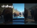 Bison Herd Hogging the Road || ViralHog