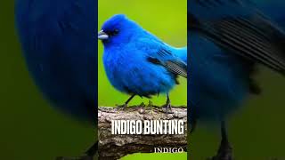 Download Lagu The indigo bunting (Passerina cyanea) is a small seed-eating bird in the cardinal family MP3