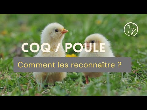 Vidéo: Comment distinguer le coq araucana de la poule ?
