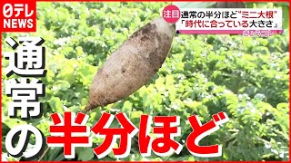 【ミニ野菜】“時代に合っている大きさ” 開発進む！ 通常の半分ほど「ミニ大根」も