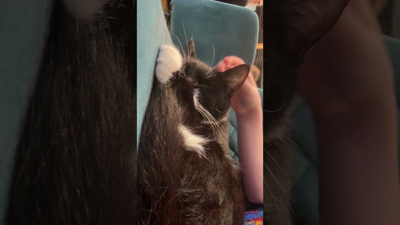 Who Here Likes Cats 