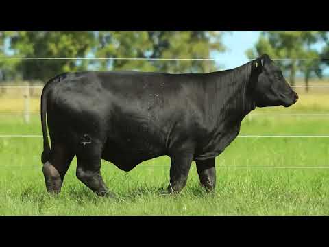 LOTE 75   TAT 3190 F Brangus