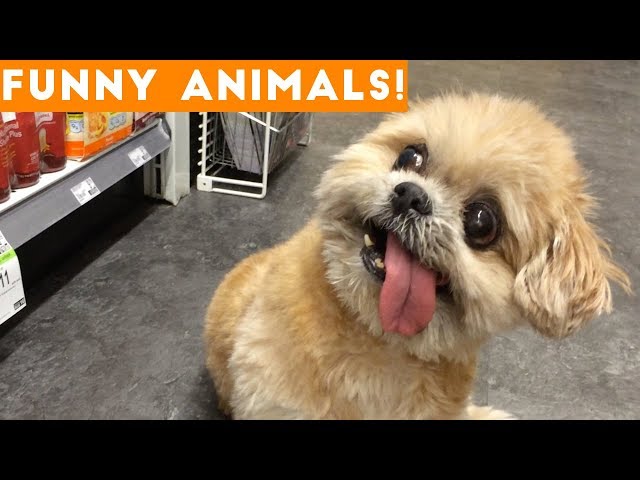 Funniest Pets of the Week Compilation January 2017 | Funny Pet Videos