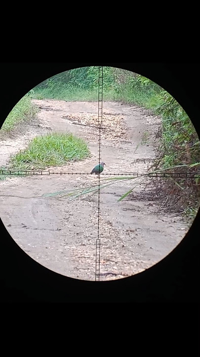 Burung punai tanah#berburu #sharptiger