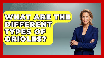 What Are The Different Types Of Orioles? - Exploring Campgrounds