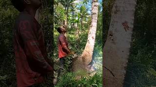 Easy Way To Cutting Down Coconut Tree😯😯 Resimi