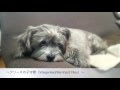 アルバム『こもりうた』より 〜愛犬編〜　Lullaby Medley 〜with Sleepy Dog〜