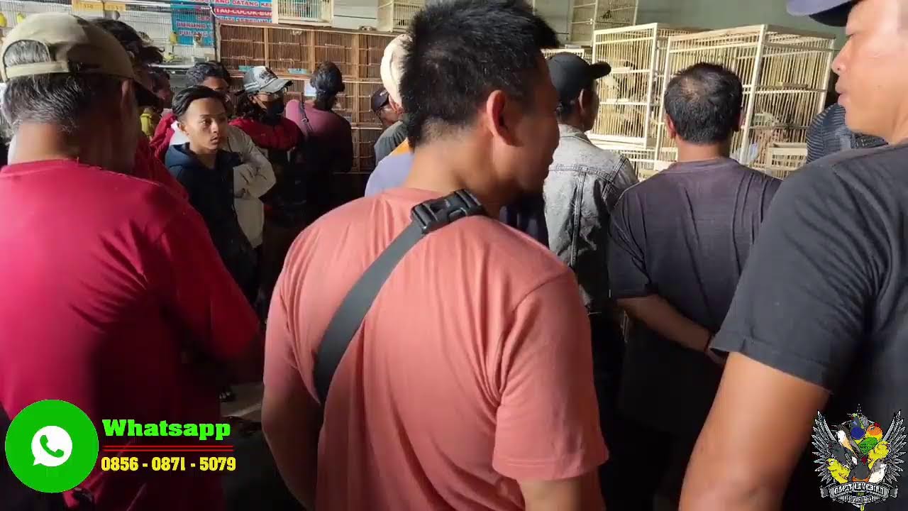 OBRAL MENJELANG HARI RAYA !!! BURUNG MURAI - CIBLEK - GLATIK - CENDET - PLECI DLL