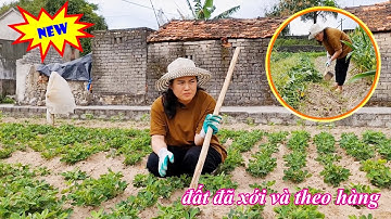 HƯỚNG DẪN Mọi Người Cách Chăm Sóc Cây Lạc Để Được Phát Triển Nhanh