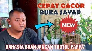 RAHASIA PERAWATAN BRANJANGAN PARVA TROTOL CEPAT GACOR & BUKA SAYAP