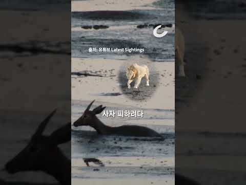 [정지섭의 <strong>수요동물원</strong>] “와드드득...!” 하마 이빨에 산산이 부서진 영양 몸뚱이