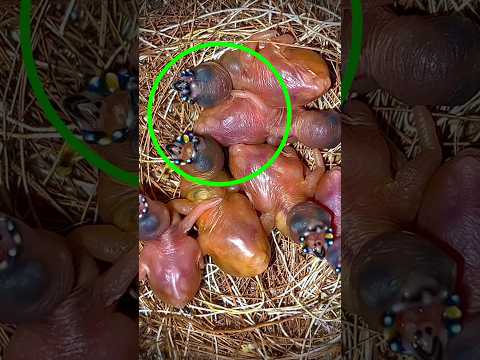 ugly bird to world most beautiful bird transformation #shorts