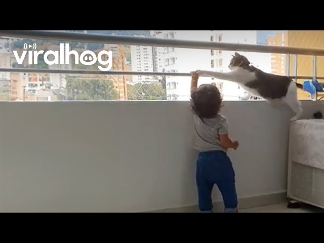 Cat Keeps Little Human Safe || ViralHog class=