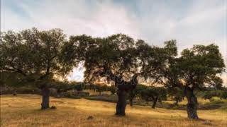 Son llano 20 del Guijo de Galisteo