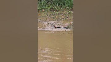 #shorts trình tày vlog câu lure cá lóc câu cá giải trí #85 #fishing #cauca #vlog