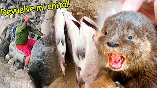 Pescador vs Chungungo LA REVANCHA Todo por las Chitas