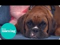 We Spent £70,000 To Clone Our Dead Dog | This Morning